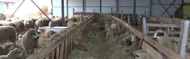 Jovanovići iz Stapara gaje stado od 200 ovaca (VIDEO)