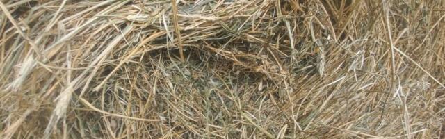 Ovo je švaler: Od jesenas ih imao više od 40, i to na istom mestu