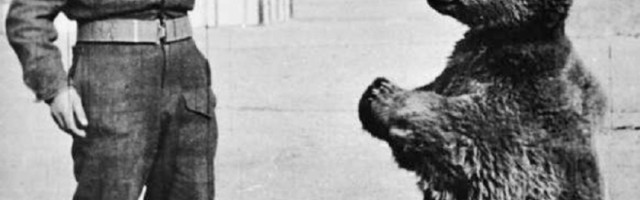 Neobično pojačanje poljskoj armiji u ratu, medved koji je nacistima došao glave!