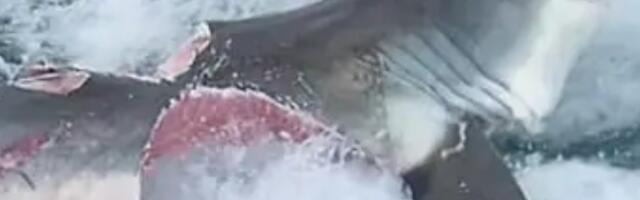 U Australiji zabeležen slučaj kanibalizma kod velikih belih ajkula