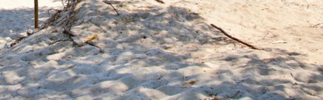 DŽINOVSKO PRAISTORIJSKO STVORENJE SE POJAVILO NA PLAŽI! Posetioci u šoku, pogledajte OVO (FOTO)
