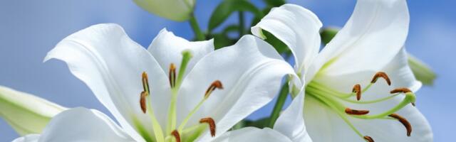 Veruje se da donosi sreću i blagostanje: Na današnji dan u kuću treba uneti Bogorodičin cvet