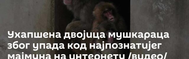 Ухапшена двојица мушкараца због упада код најпознатијег мајмуна на интернету /видео/