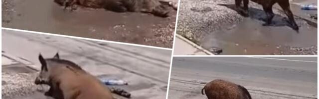 MRČAJEVCI OVO NE PAMTE! Divlja svinja ušetala pa nasred ulice uradila nesvakidašnje kao da je domaća! Neuobičajeni prizor nasmejao meštane do suza! (VIDEO)