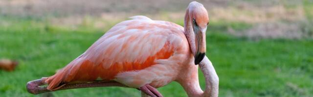 Napokon znamo odgovor zašto flamingosi stoje na jednoj nozi: Ne, ne odmaraju!