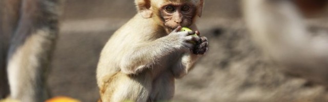 PRESRETNUT KAMION SA KRIJUMČARIMA! Prevozili više od 100 majmuna, desetak nije preživelo!