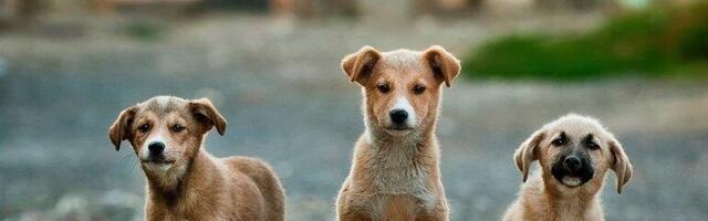 ŠETANJE PASA NIJE PO ISLAMU: U Iranu spremaju skandalozan zakon uz paprene kazne