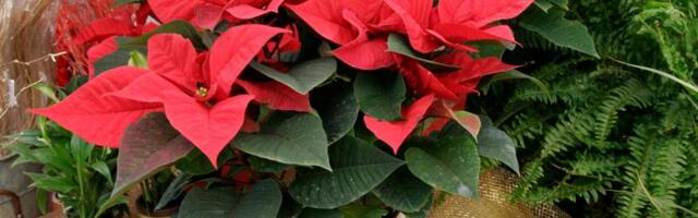 Koliko često treba zalivati božićnu zvezdu? Stručnjak za biljke otkriva praktične savete i najčešću grešku koja je ubi ja!