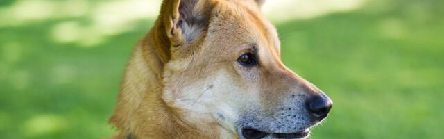 Izraelski ovčar nije pas za svakoga: Šta morate znati o kanaanskom psu pre nego što ga dovedete u dom