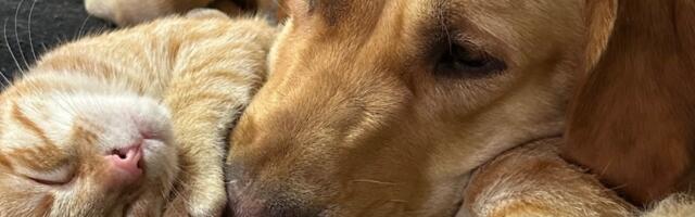 (FOTO) Verni čuvari, nežni terapeuti, "partneri u zločinu": Predstavljamo NAJLEPŠE KUĆNE LJUBIMCE Kragujevčana (I deo)