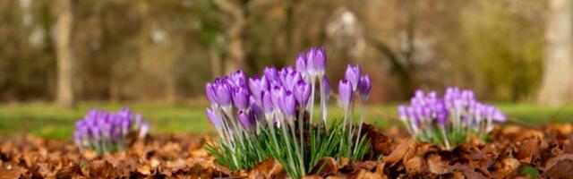 NE BERITE OVO CVEĆE! Kazne idu i do 4.000 evra ako vas uhvate