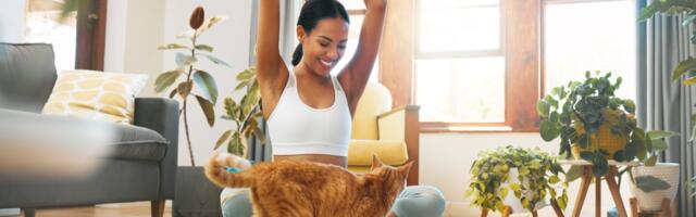 Da li mačke stvarno oslobađaju stresa?