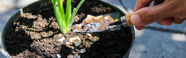 Ljuske jaja nisu dobre za sve biljke: Ove vrste mogu loše reagovati