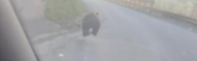 Filmska scena na Tari: Medved brži od automobila - pogledajte! (VIDEO)