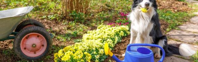 Sprečite životinje da vam UNIŠTE baštu i cveće! Trikovi koji provereno rade