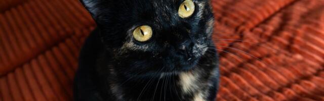 Psiholozi savetuju da se ugledate na mačke, kompanije ih proučavaju: Evo šta sve možete da naučite od njih "Ako želiš da napreduješ – budi mačka"