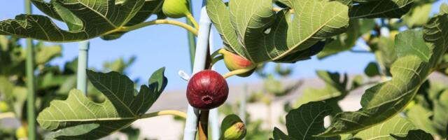 Jedna od omiljenih voćki u dvorištu može vam uništiti kuću: Evo kako da izbegnete katastrofu