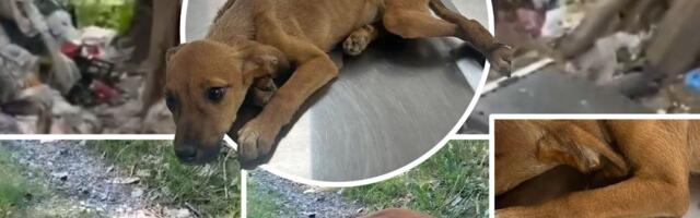 Drama iz Valjeva stigla do Beograda: Lila živi u trulom zamrzivaču, nema rebra i srce joj se vidi ispod kože