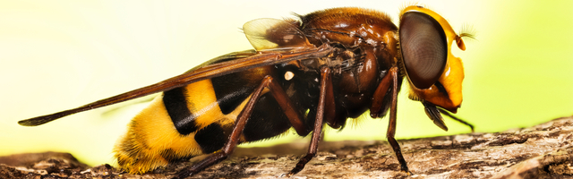 “STRŠLJEN UBICA” U SAD: Probija odelo žaokom, obezglavljuje pčele