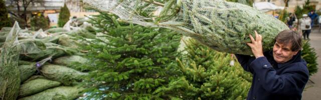 Kupio božićnu jelku i ostao U ŠOKU kad je otvorio kutiju: "Šta sam ovo platio, majko mila..."