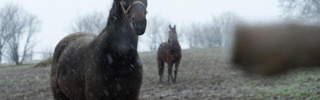 NESTVARAN ZIMSKI PRIZOR KOD ČAČKA: Tri prekrasna konja galopirala dok je sneg padao, pogledajte kako je to izgledalo (FOTO)
