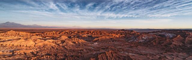 Veliko iznenađenje u najsuvljoj pustinji na svetu: Skriveni život buja u slanom i neplodnom zemljištu Atakame