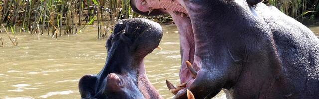 Indijski milijarder ponudio da zbrine 80 Eskobarovih nilskih konja koje Kolumbija planira da ubije