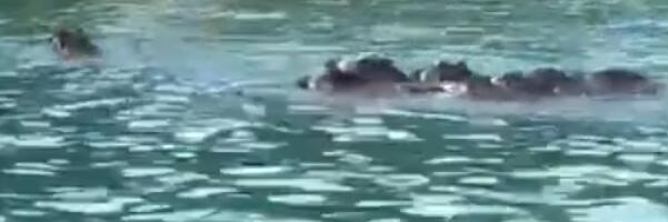 "DOLAZE NA DORUČAK, U BAŠTU" Invazija divljih svinja na ostrvu u Hrvatskoj: "Doplivaju morem, ima ih više nego stanovnika"