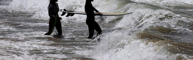 Расте број напада ајкула у Сиднеју