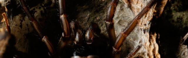 Zastrašujući džinovski novi pauk otkriven u Australiji