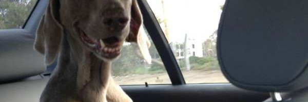 Kako se psi voze u automobilima
