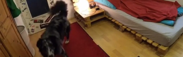 NEVEROVATAN PAS: Isprati gazdu, pa "u krpe" kao čovek! (VIDEO)
