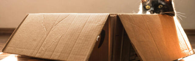 Vlasnica svoju mačku poslala u poštanskom paketu: Intervenisala policija, priča ima srećan kraj