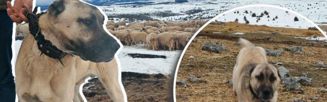 Izabrali smo kangala umesto šarplaninca iz BITNOG RAZLOGA: Ovako govori vlasnik psa koji je zadavio VUKA