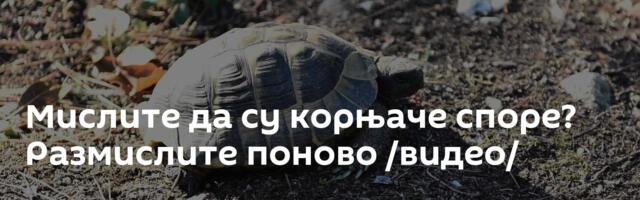 Мислите да су корњаче споре? Размислите поново /видео/