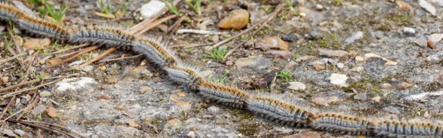 MAJKO BOŽIJA! Jeziva štetočina u šumi kod Istoka, snimak kolone izaziva jezu, može biti VEOMA OPASNA po ljude