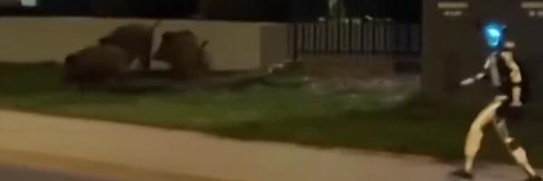 NAJPOZNATIJI ROBOT KOJI JURI DIVLJE SVINJE! Komične scene na ulicama glavnog grada EU! (VIDEO)