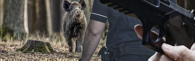 Policijski inspektori suspendovani jer su se branili od divlje svinje