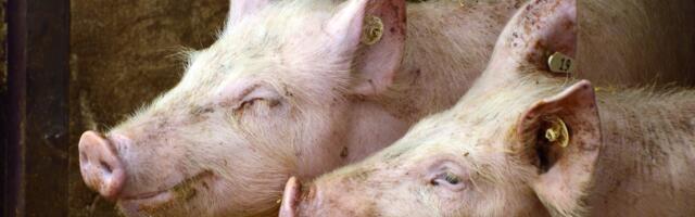 Zbog afričke kuge moguće poskupljenje svinjskog mesa