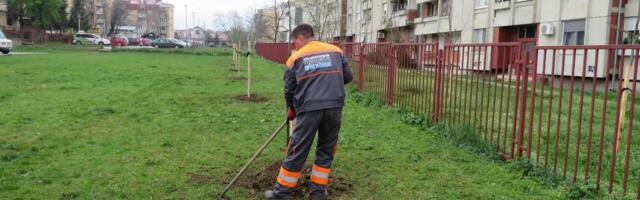 JKP Šumadija: Nastavljena sadnja lišćara u okviru akcije „Vrati dah prirodi – posadi drvo“