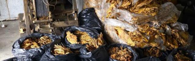 OŠTETIO BUDŽET SRBIJE SA PREKO 4,8 MILIONA! Policija pronašla skoro 430 kilograma duvana u Golubincima! (FOTO)