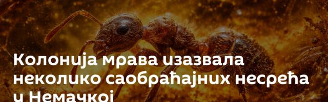 Колонија мрава изазвала неколико саобраћајних несрећа у Немачкој