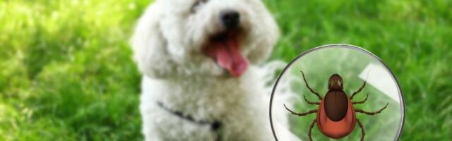 Recite zbogom krpeljima: Ovaj trik ih tera bez hemije - zaštitite svoje ljubimce