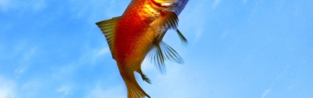 Uhvati lik zlatnu ribicu...