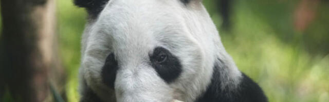 Студија: џиновске панде први пут користиле предмете као алат