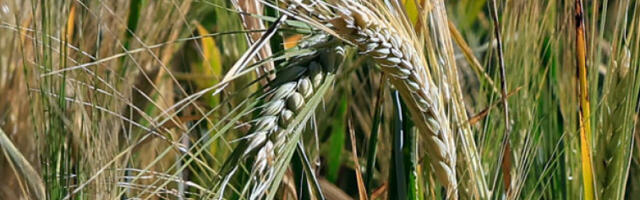 Галетин: Србија неће имати проблем са количином, већ са квалитетом пшенице