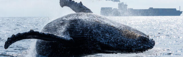 Смртоносни вирус откривен код китова изнад Арктичког круга