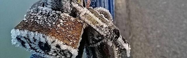 Poslednji dan 2025. godine u Novom Sadu će biti leden