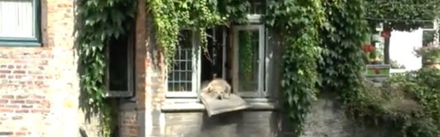 Legenda o Fidelu: Najviše fotografisanom zlatnom labradoru (VIDEO)