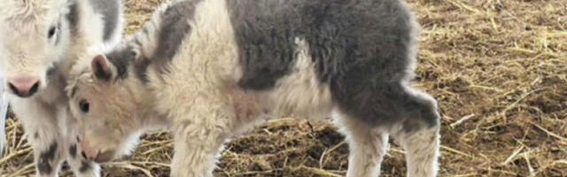 На југозападу Кине клонирано 10 говеда одједном